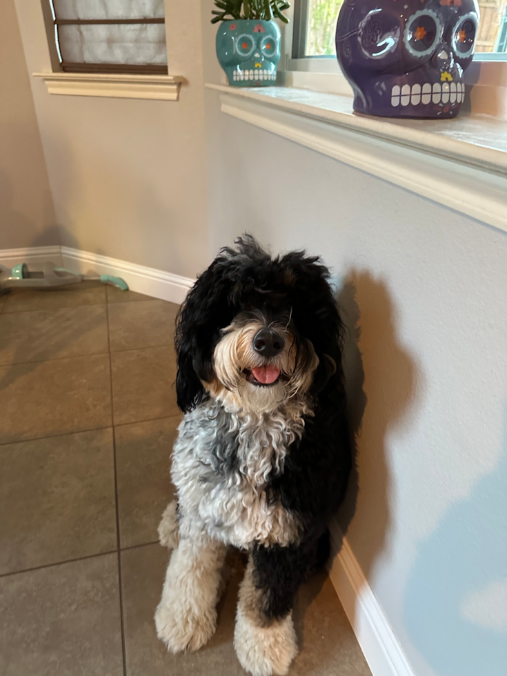 Mini Bernedoodle Pup