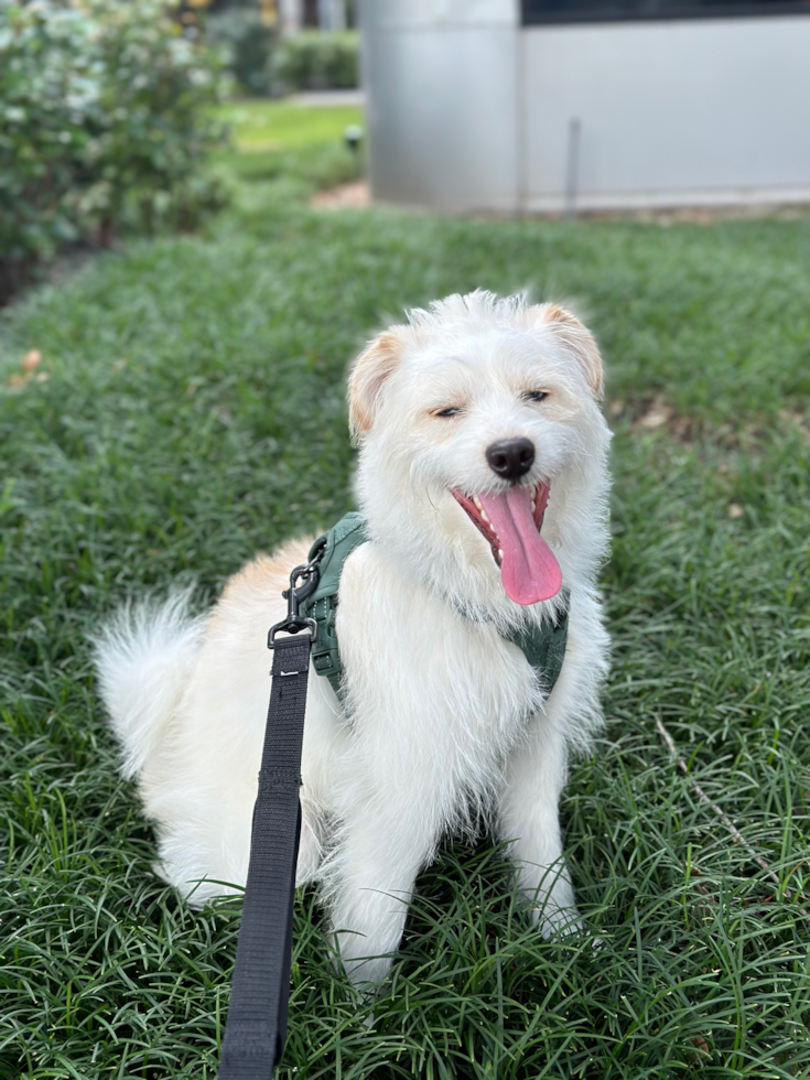 Hypoallergenic Mini Pomskydoodle Poodle Mix Pup