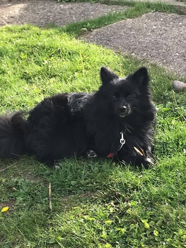 Hypoallergenic Pomeranian Pup