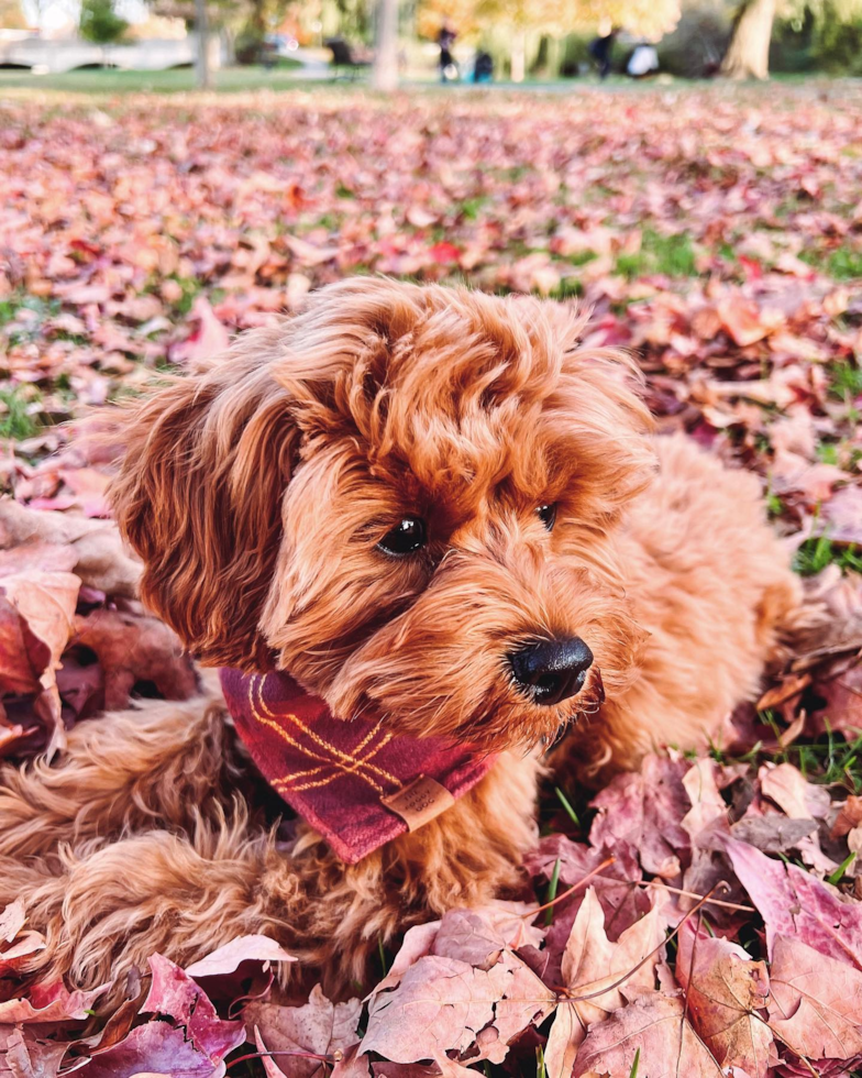 Frederick Cavapoo Pup