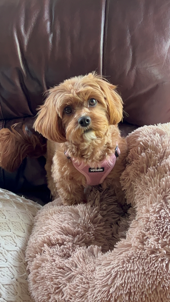 Cavapoo Being Cute