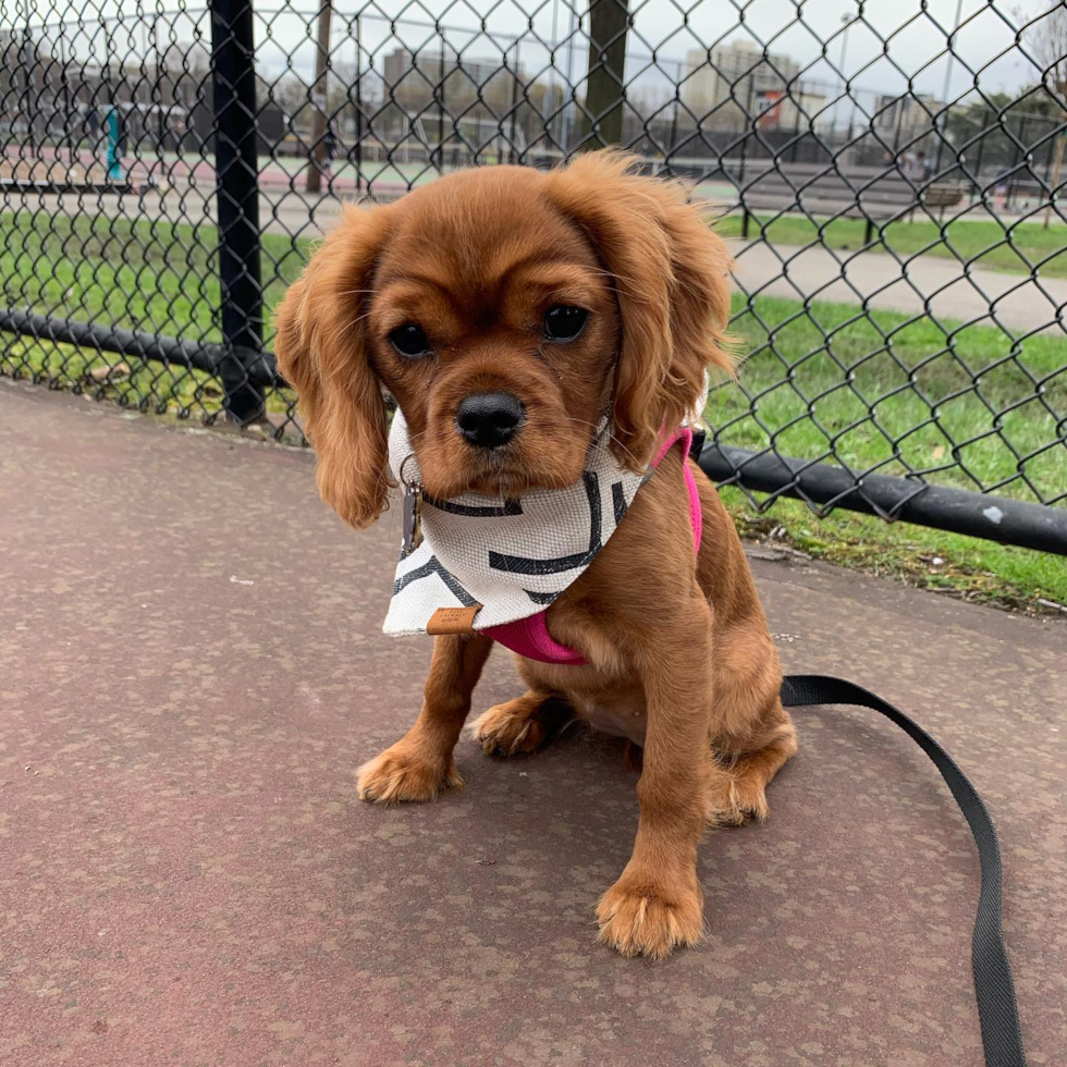 Akc Registered Cavalier King Charles Spaniel Pup