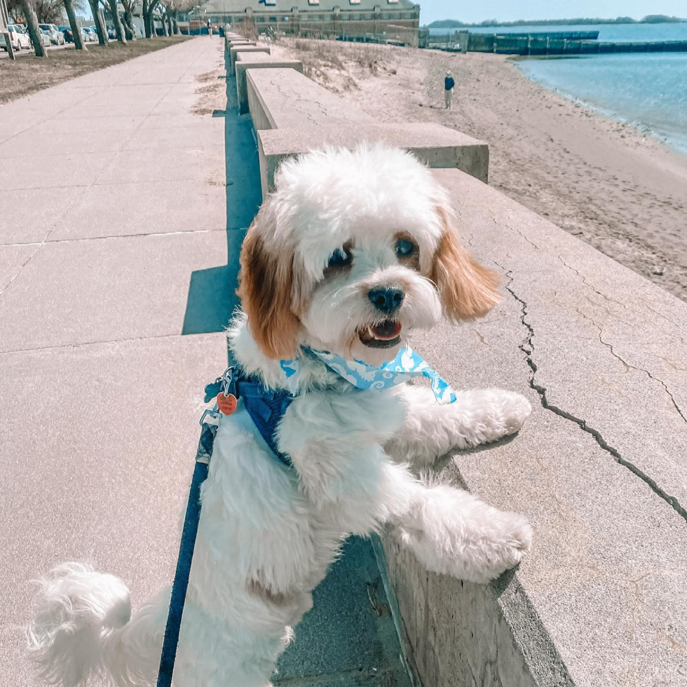 Boston Cavachon Pup