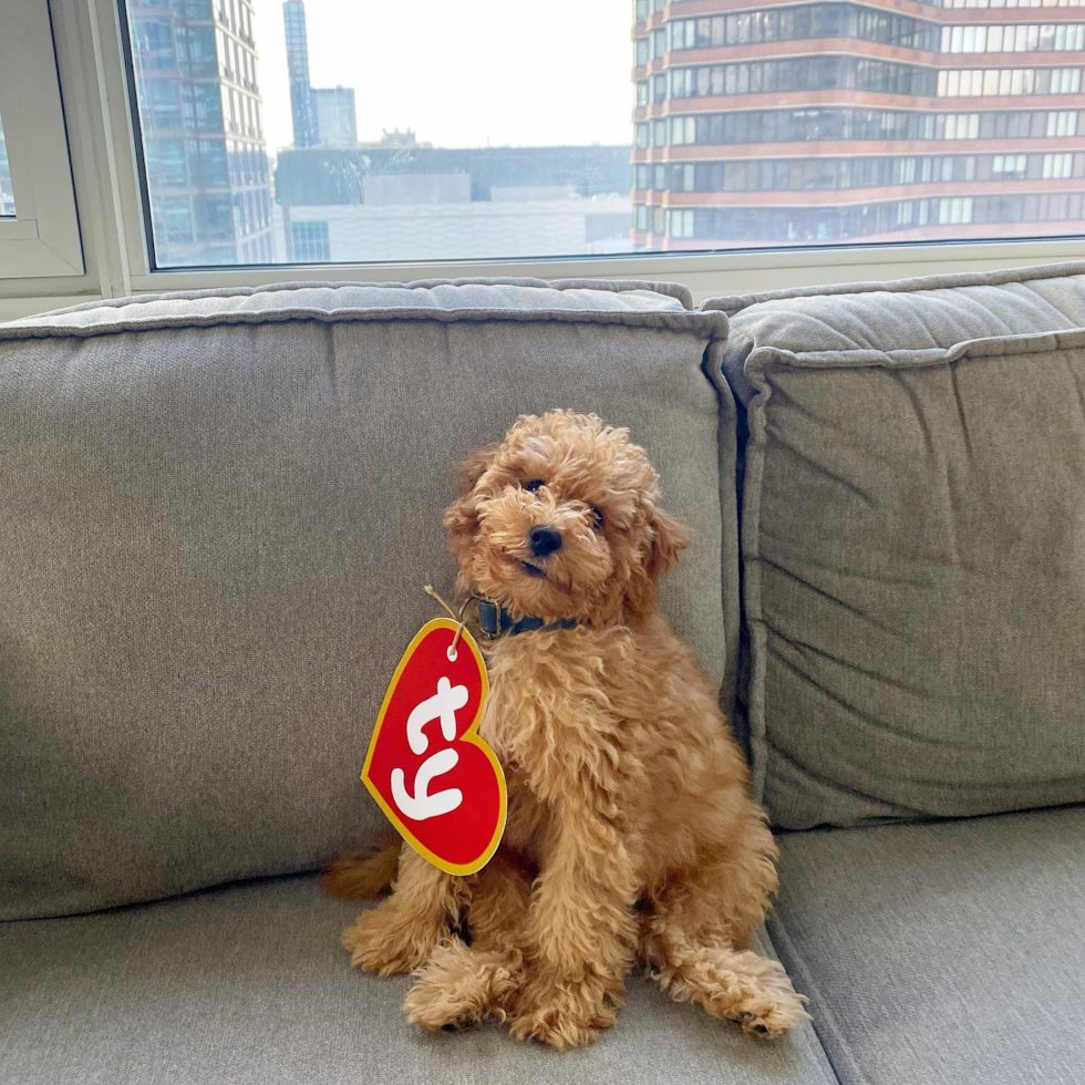 Cute Mini Goldendoodle Pup in New York NY