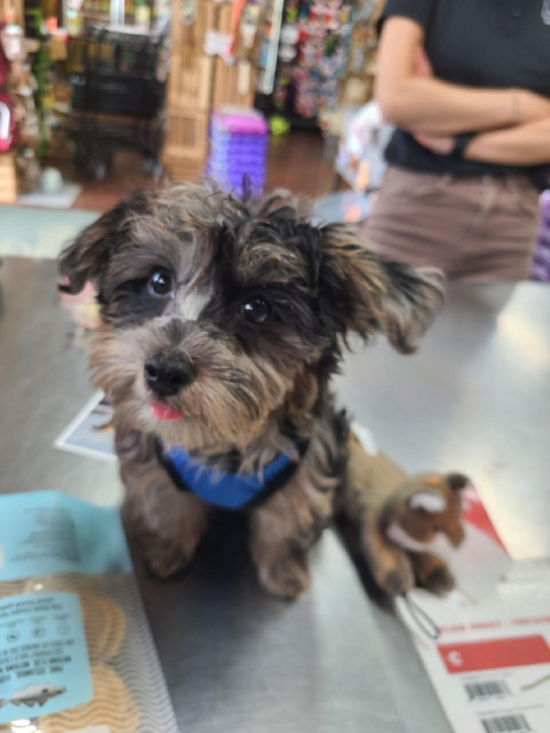 Adorable Yorkiedoodle Poodle Mix Pup