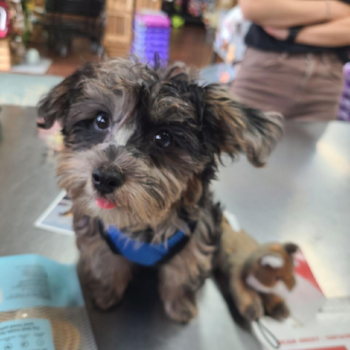 Adorable Yorkiedoodle Poodle Mix Pup