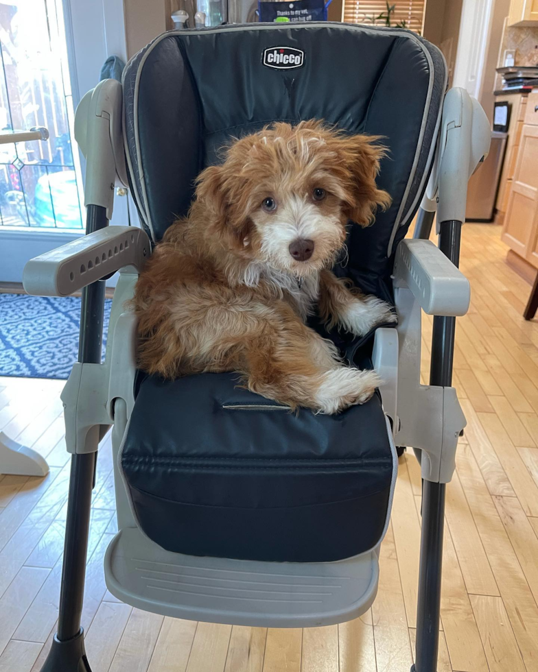 Mini Aussiedoodle Being Cute