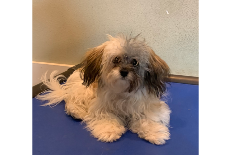 Maltipoo Puppy for Adoption