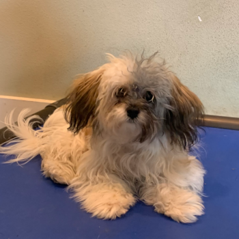 Petite Maltipoo Poodle Mix Pup