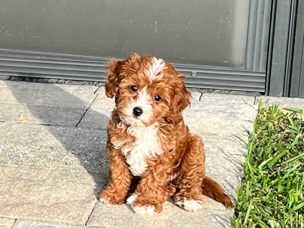 Lithia Cavapoo Pup