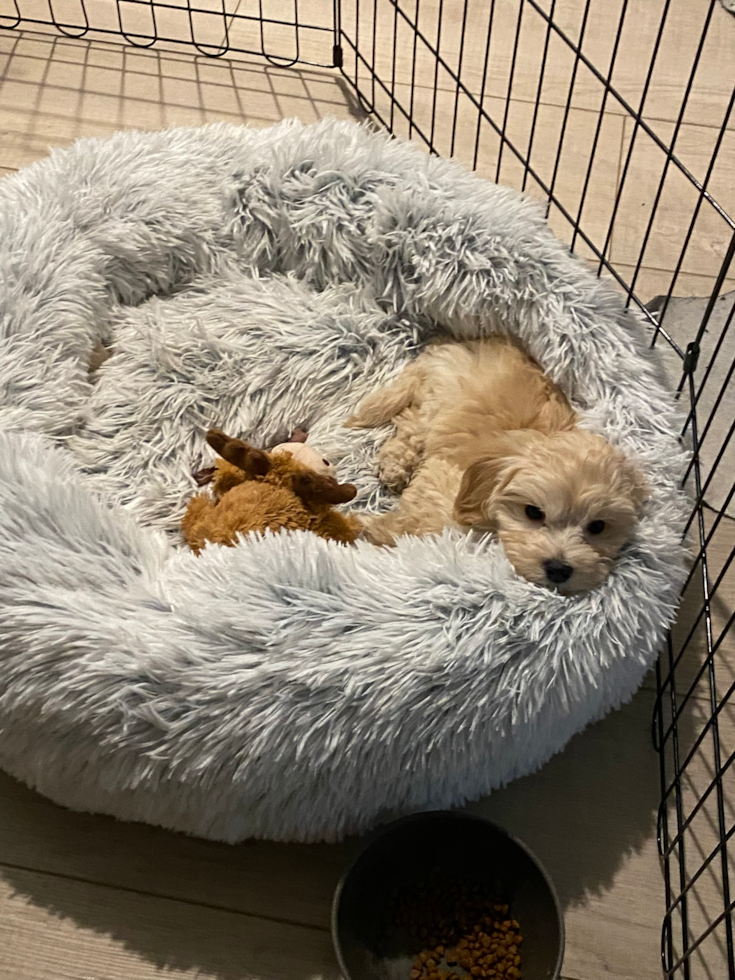 Maltipoo Being Cute