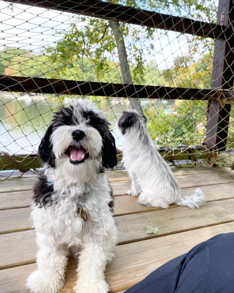 Smart Havanese Pup in New York NY