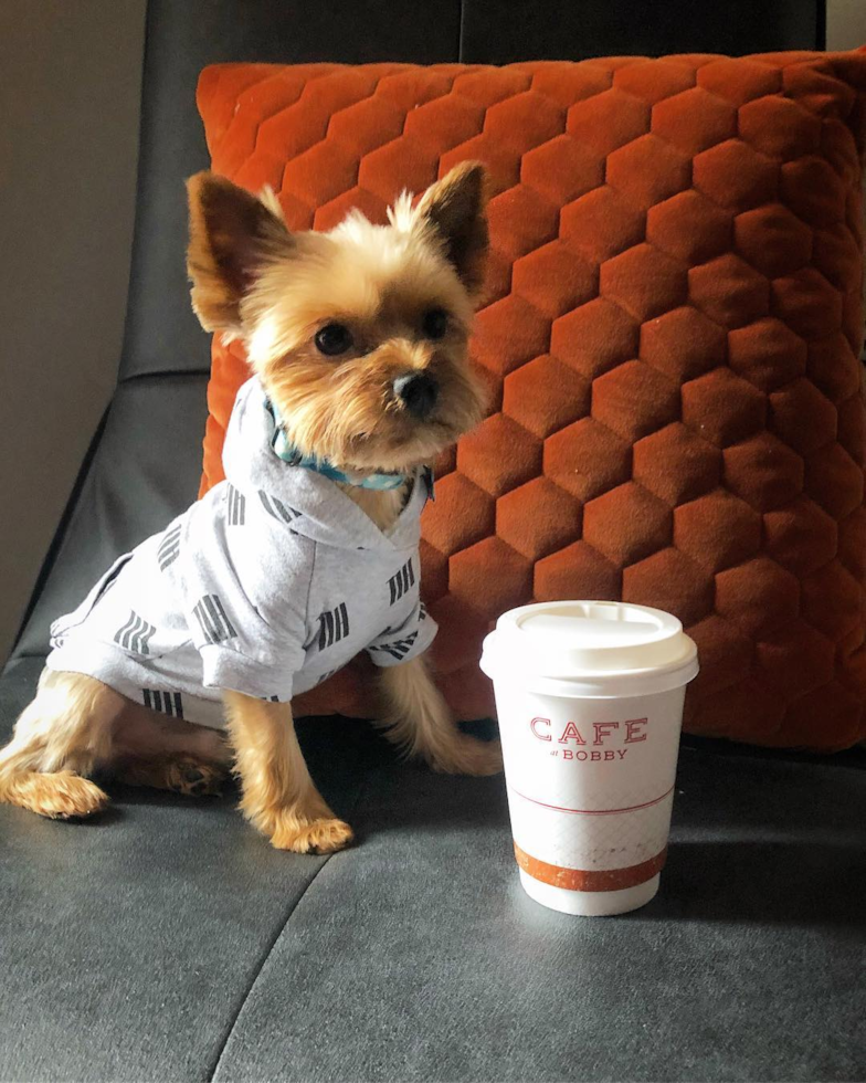 Adorable Yorkshire Terrier Pup in Ann Arbor MI