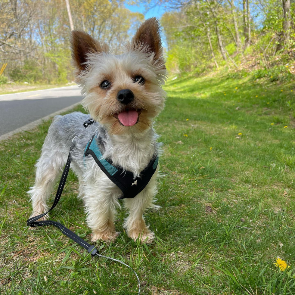 Friendly Yorkshire Terrier Pup