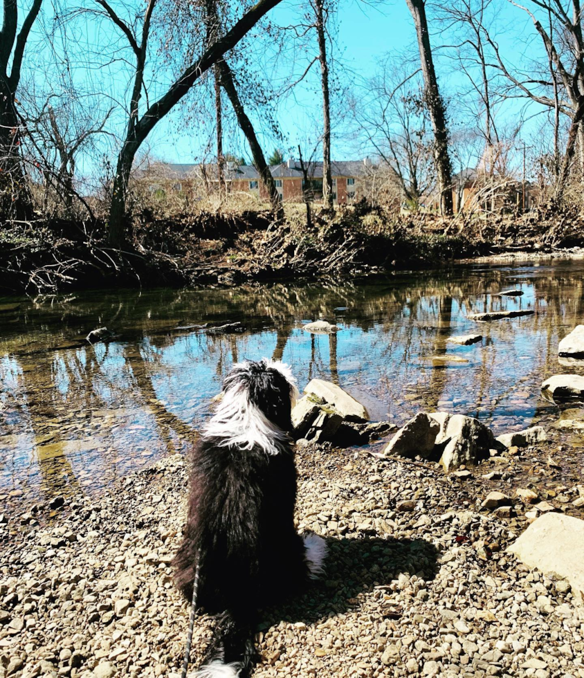 Cute Mini Sheepadoodle Pup