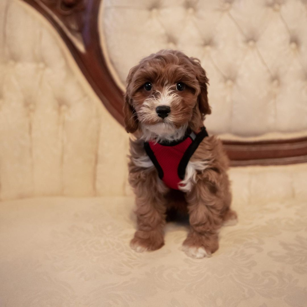 Small Cavapoo Pup in Hampton TN