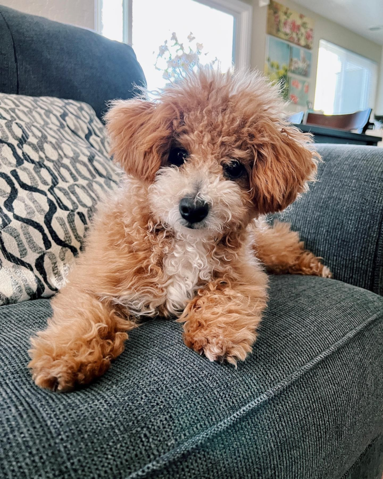 Pleasanton Poochon Pup