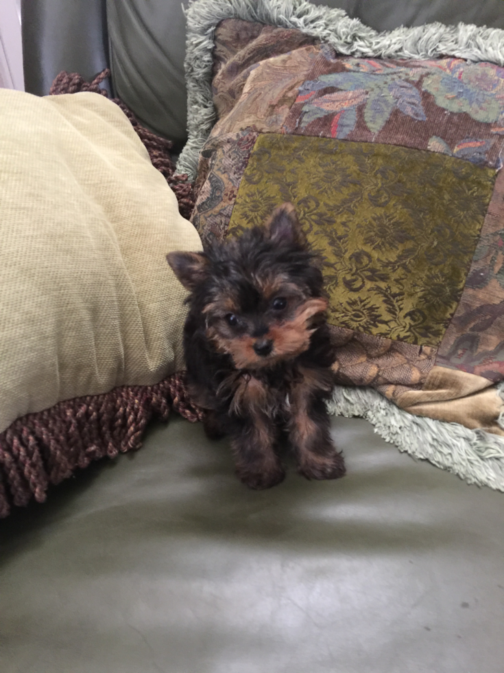 Funny Yorkshire Terrier Pup