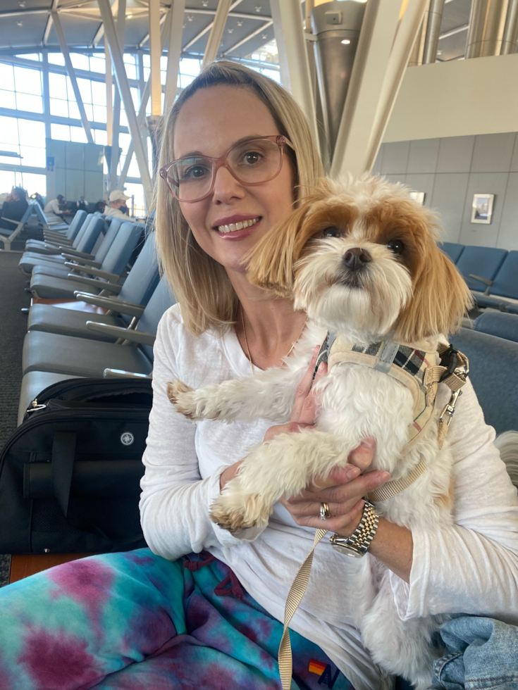 Cute Maltipoo Pup in Madera CA