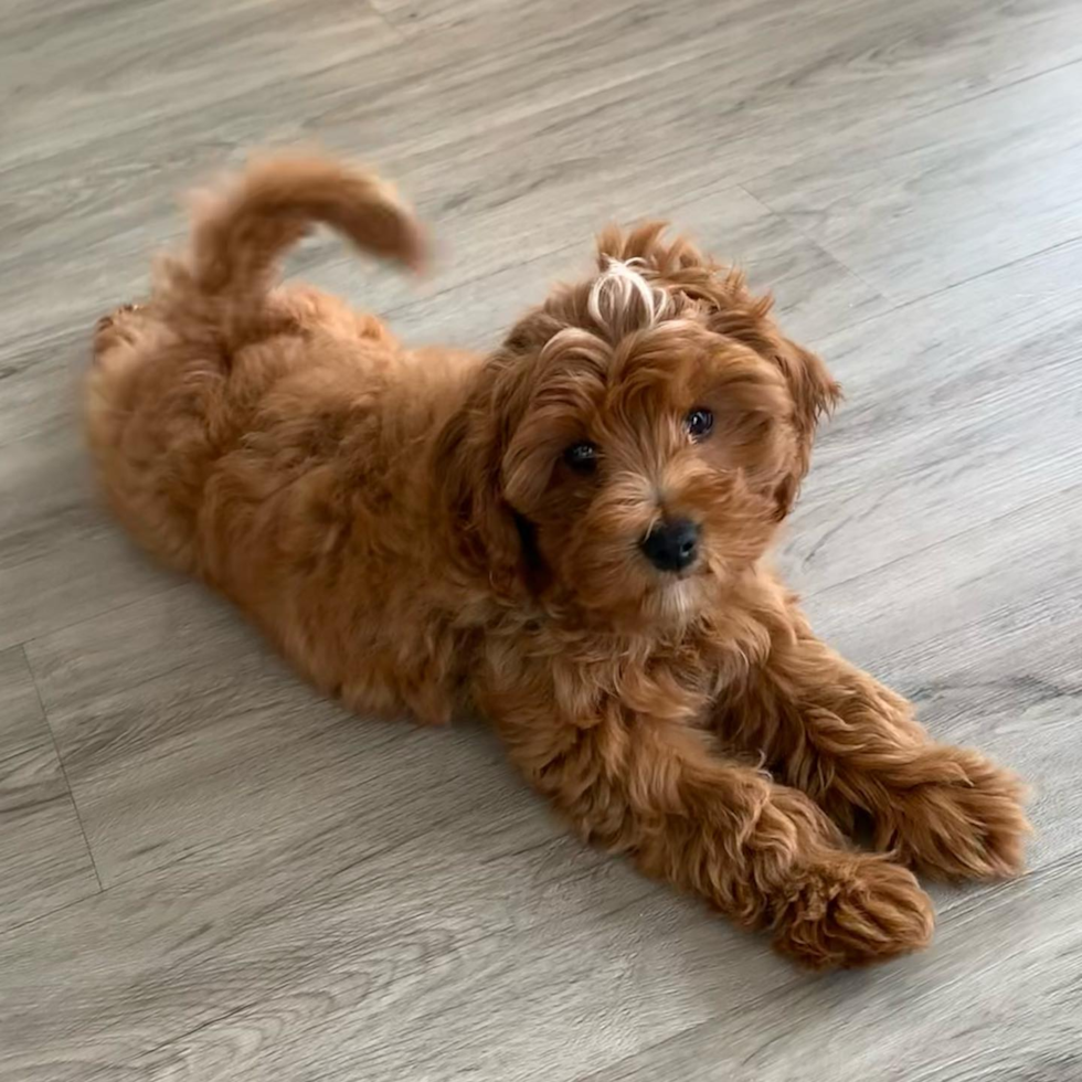 Playful Cavoodle Poodle Mix Pup