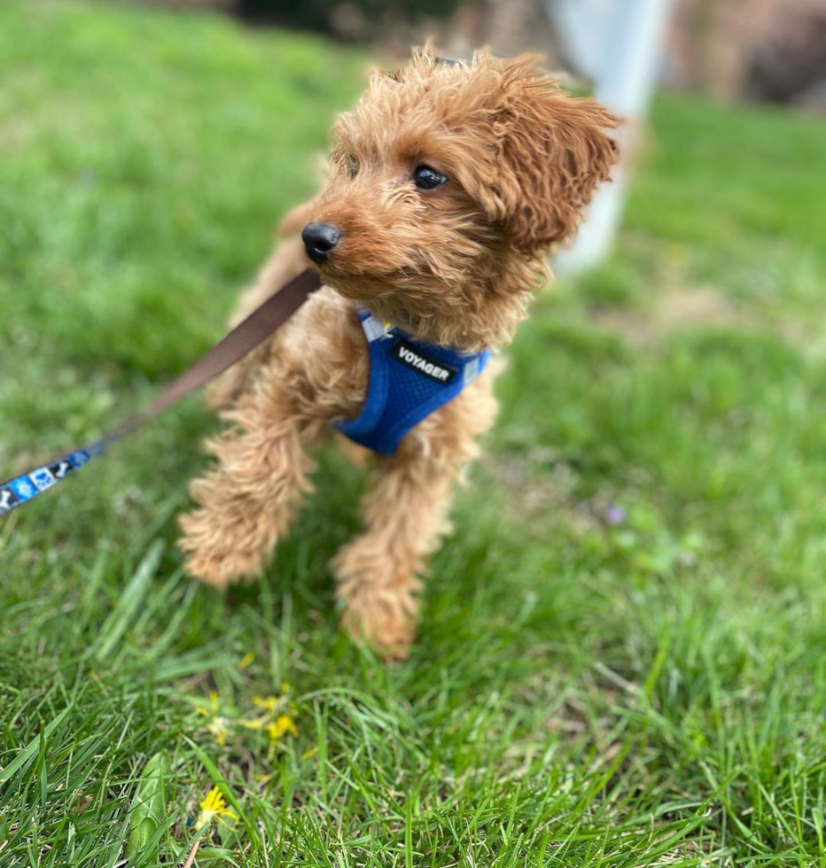 Small Cockapoo Pup