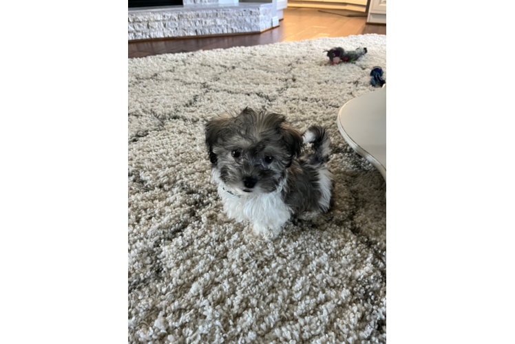 Energetic Havanese Designer Puppy