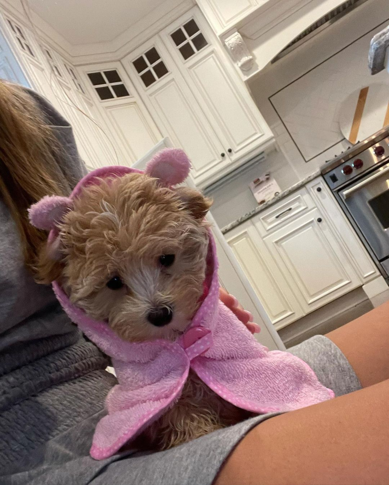 Sweet Maltipoo Pup in Dedham MA