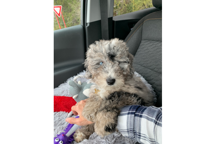 Popular Mini Bernedoodle Poodle Mix Pup