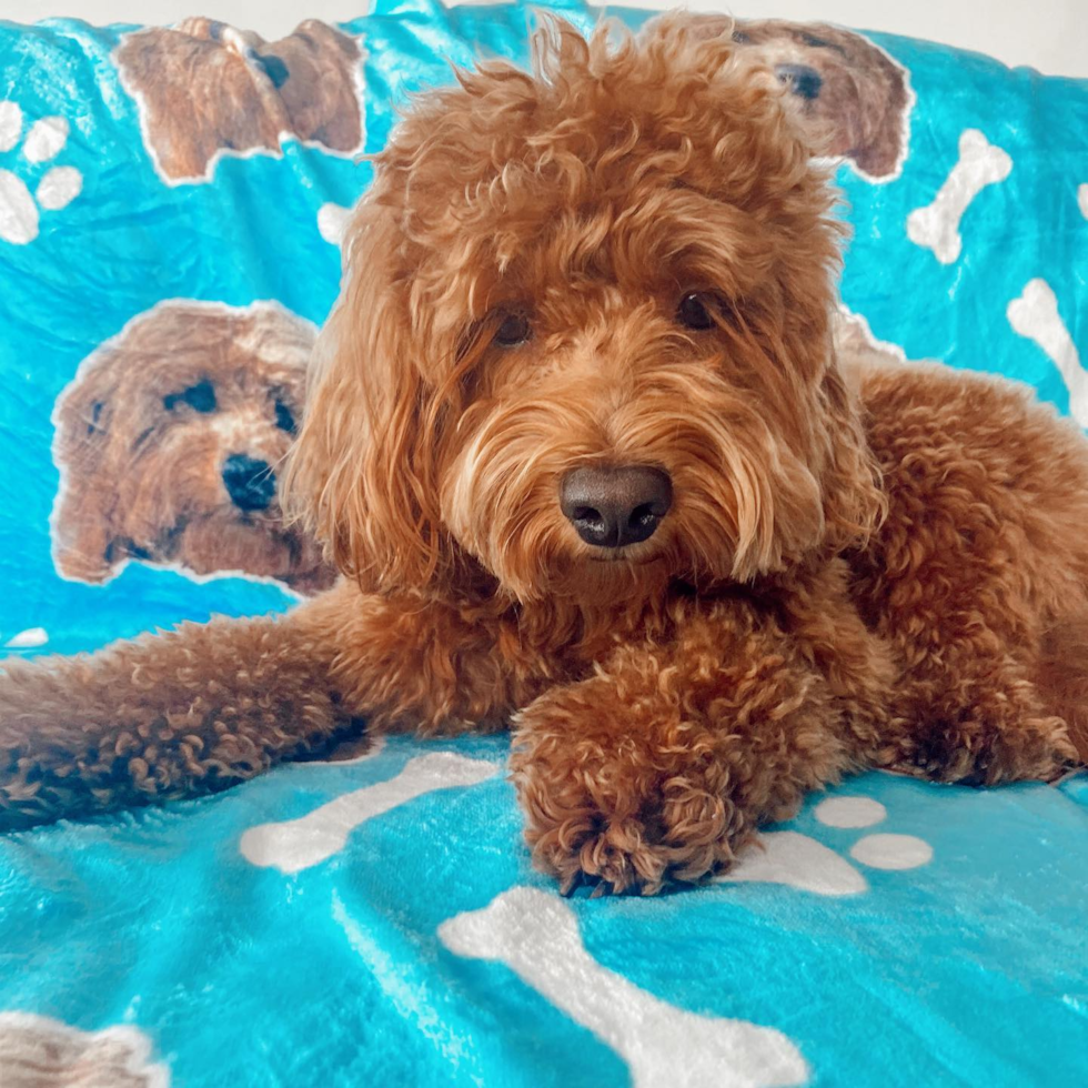 Popular Mini Goldendoodle Poodle Mix Pup