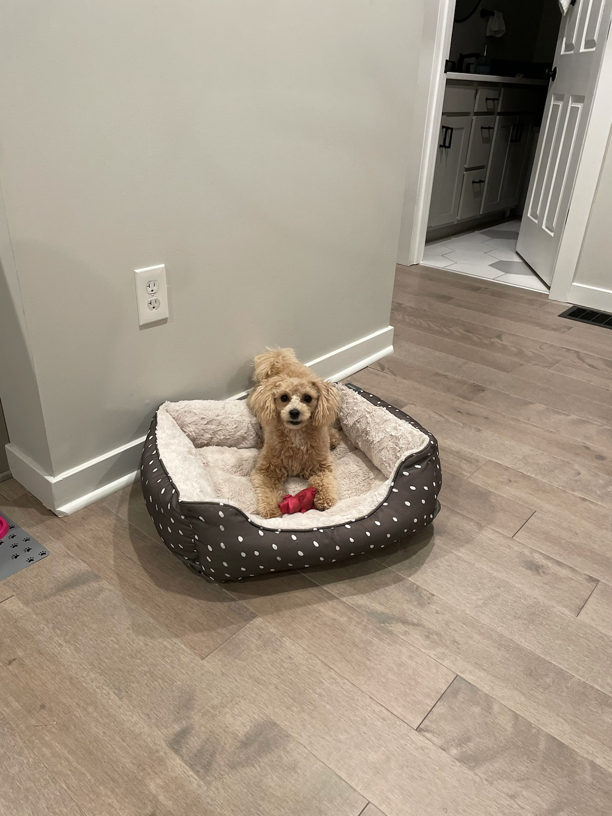 Poochon Pup Being Cute