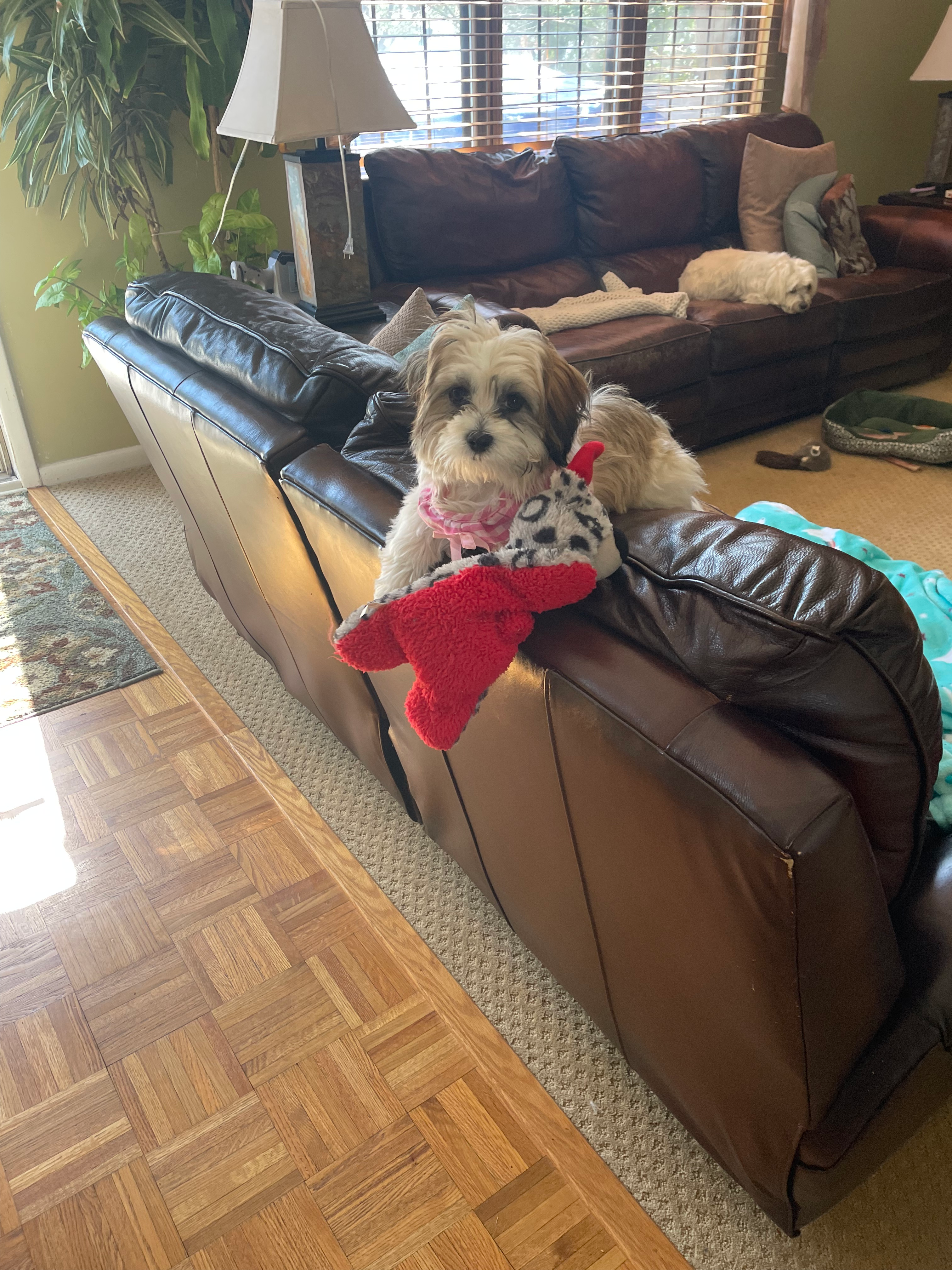 Friendly Teddy Bear Baby