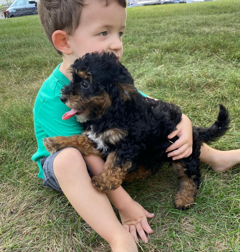 Fluffy Mini Bernedoodle Poodle Mix Pup