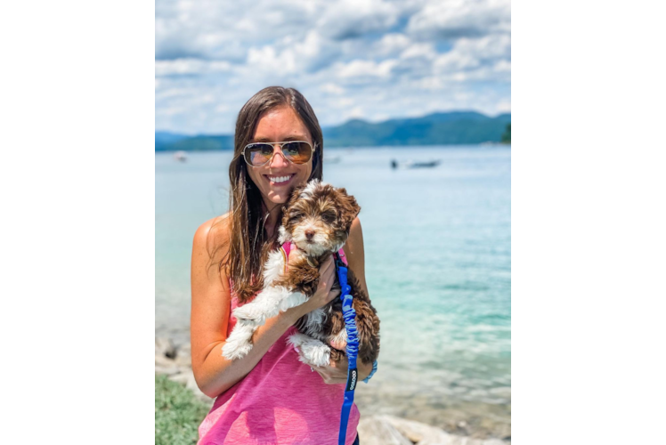 Popular Mini Aussiedoodle Poodle Mix Pup