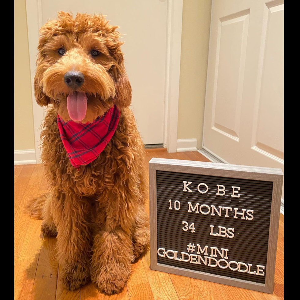 CHICAGO Mini Goldendoodle Pup