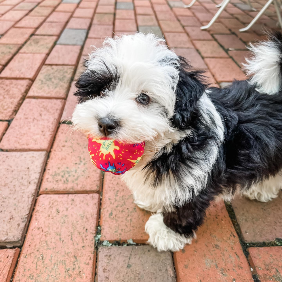 Sweet Mini Sheepadoodle Pup