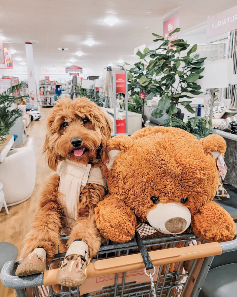 Mini Goldendoodle Being Cute