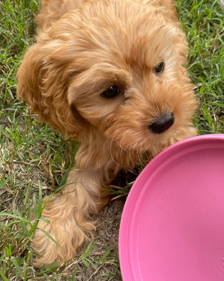 Cute Cavapoo Pup