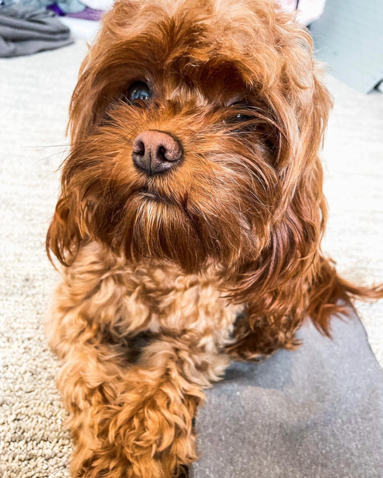 Ogden Cavapoo Pup