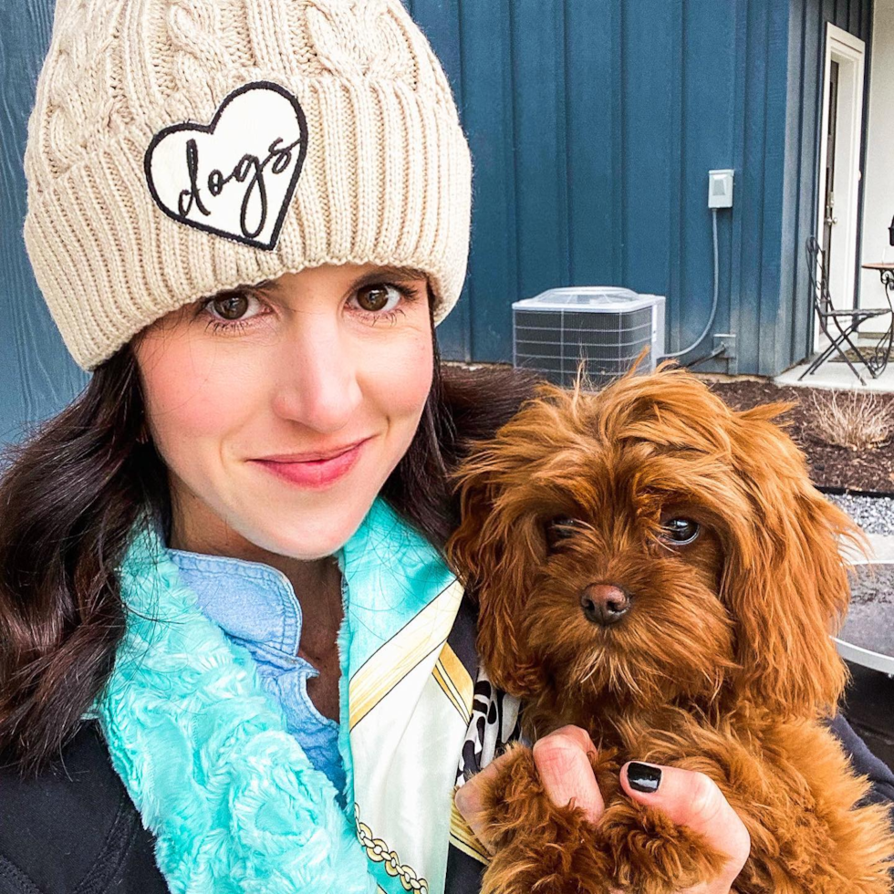 Funny Cavapoo Poodle Mix Pup