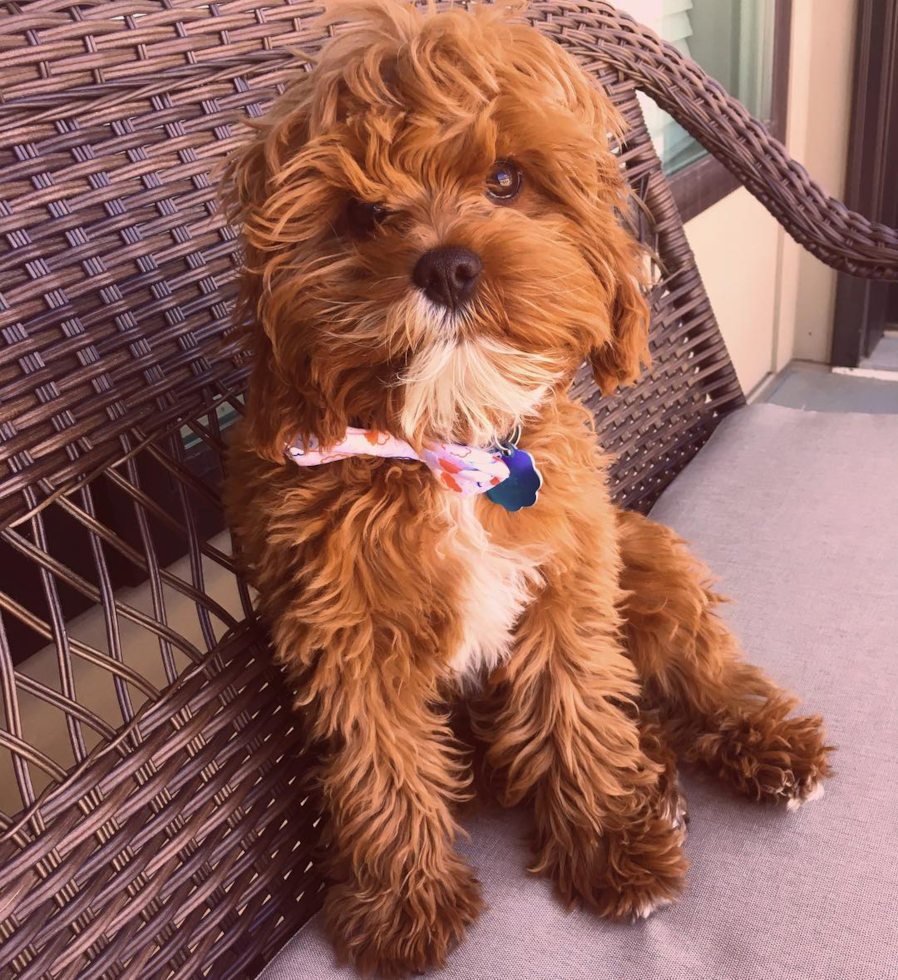 Energetic Cavoodle Poodle Mix Pup