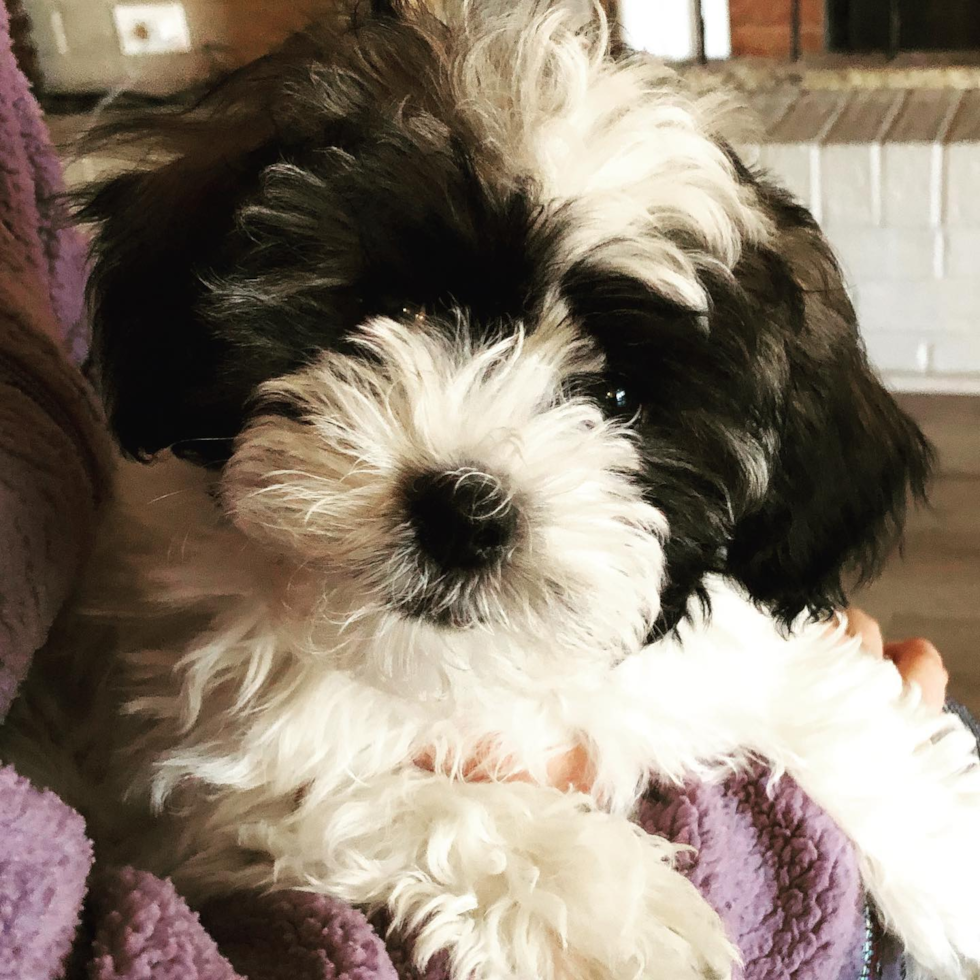 Havanese Being Cute