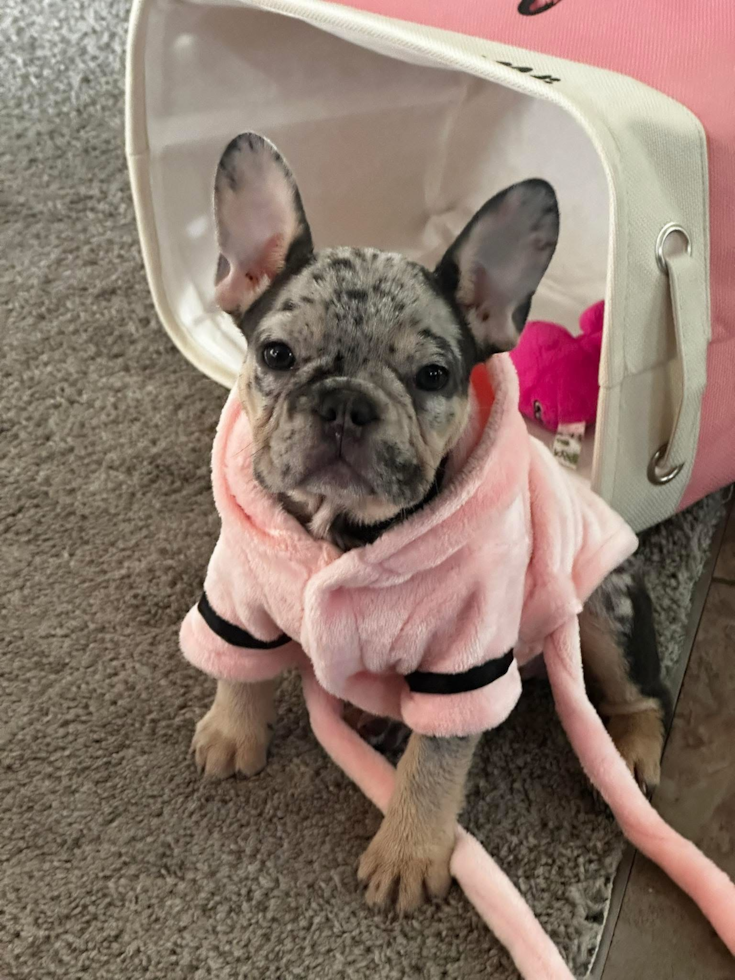 French Bulldog Pup