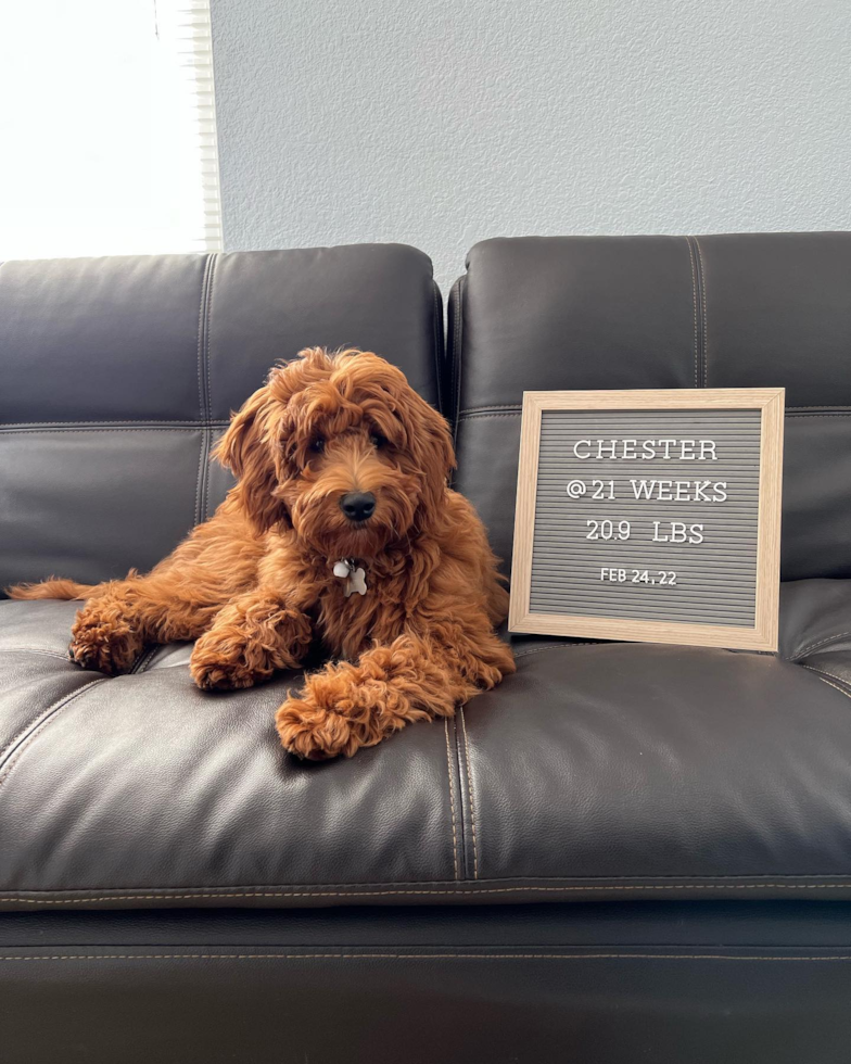 Energetic Golden Retriever Poodle Mix Pup