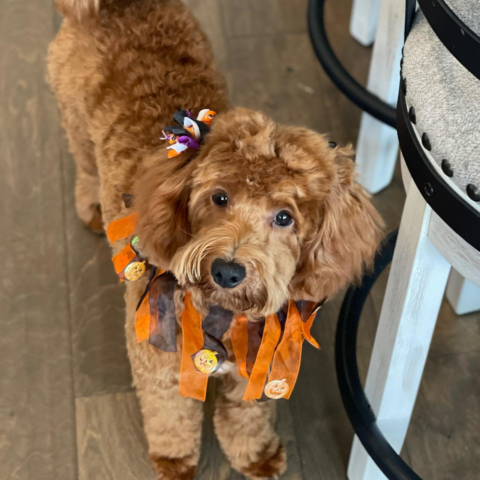 Friendly Mini Goldendoodle Pup