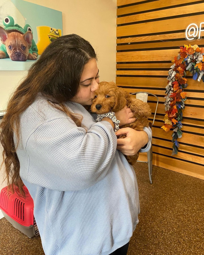 Bethpage Mini Goldendoodle Pup