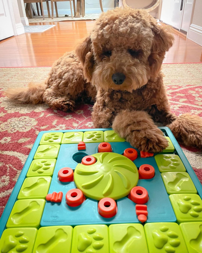 Small Mini Goldendoodle Pup in Dublin CA