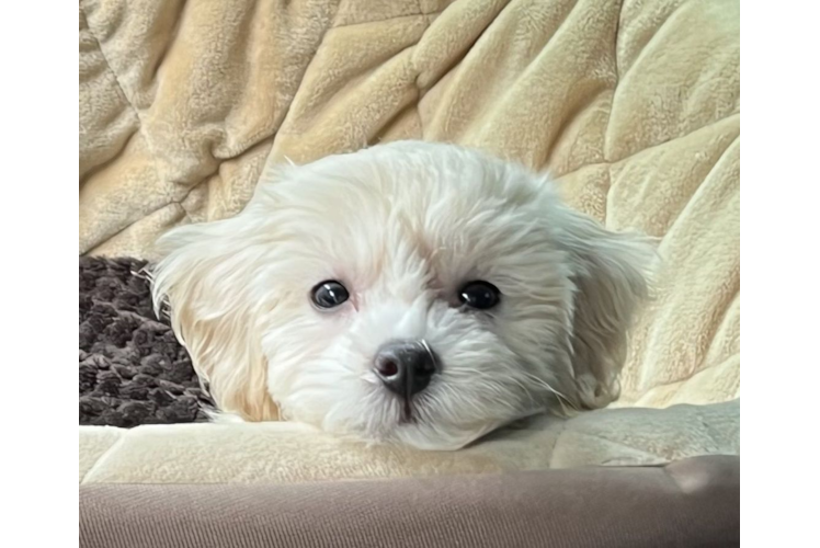 Maltipoo Pup Being Cute