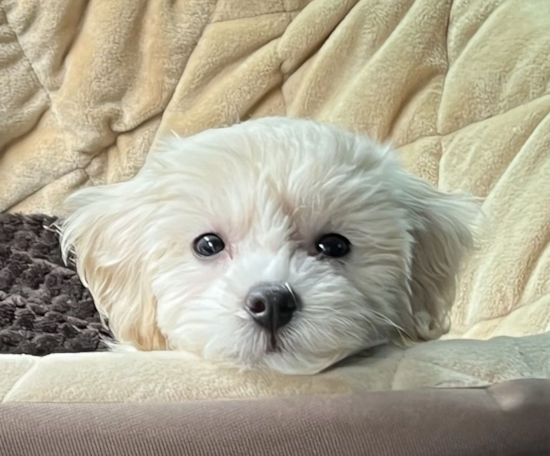 Little Maltepoo Poodle Mix Pup