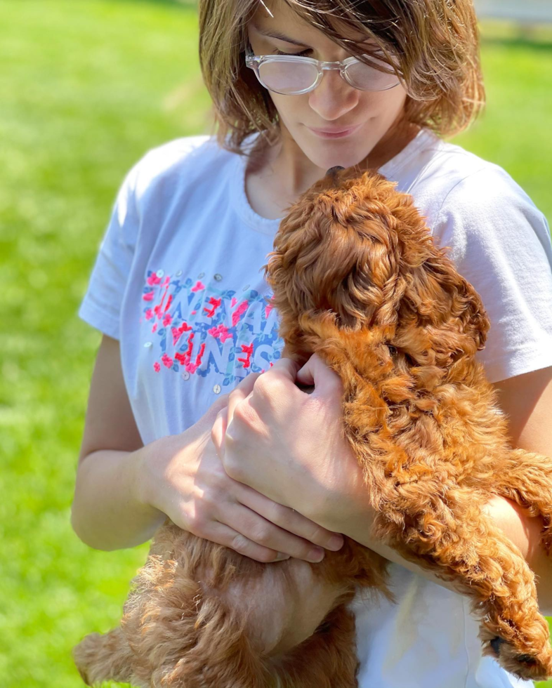 Fluffy Cavapoo Poodle Mix Pup