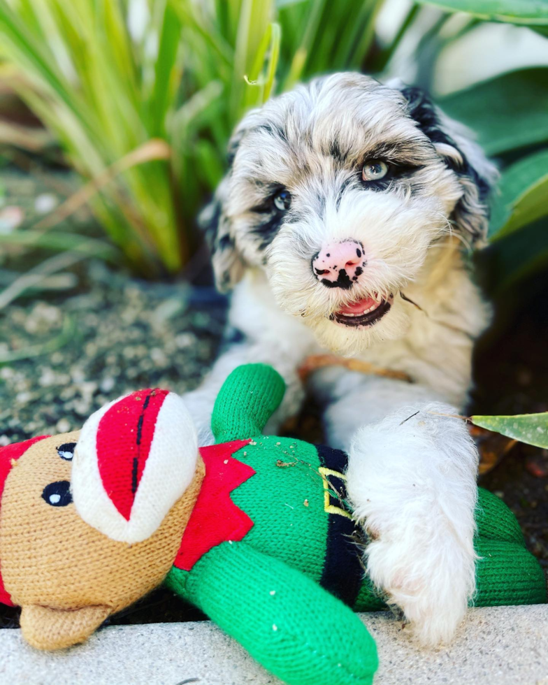 Costa Mesa Mini Sheepadoodle Pup